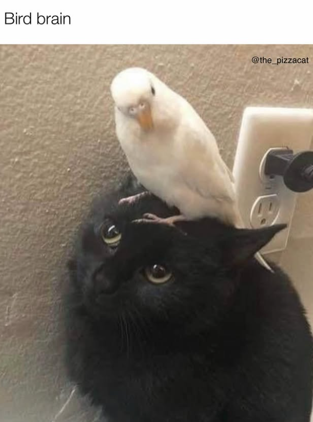 Bird brain @the_pizzacat