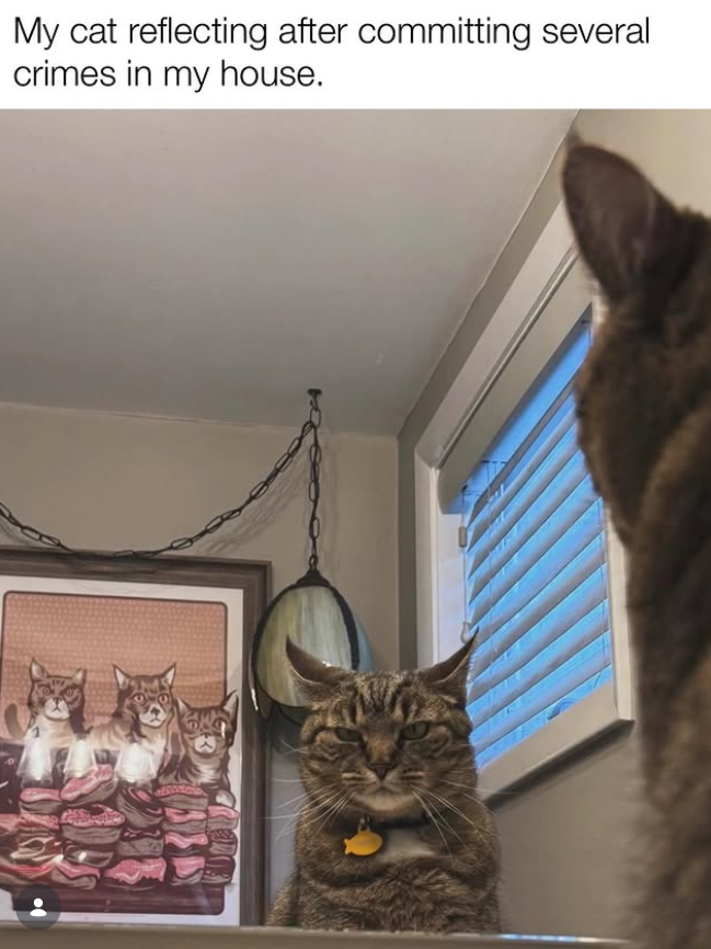 My cat reflecting after committing several crimes in my house.