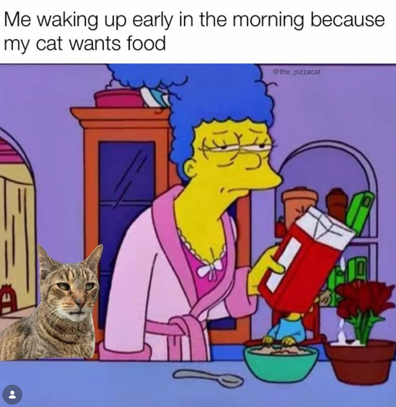 Me waking up early in the morning because my cat wants food @the_pizzacat