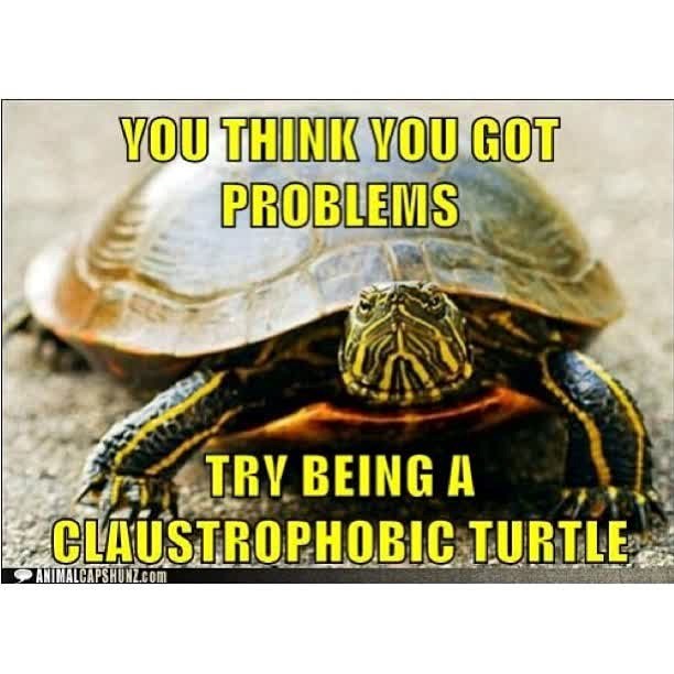 YOU THINK YOU GOT PROBLEMS TRY BEING A CLAUSTROPHOBIC TURTLE ANIMALCAPSHUNZ.com