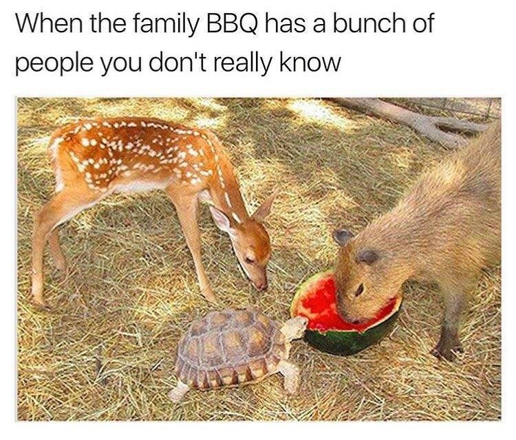 When the family BBQ has a bunch of people you don't really know
