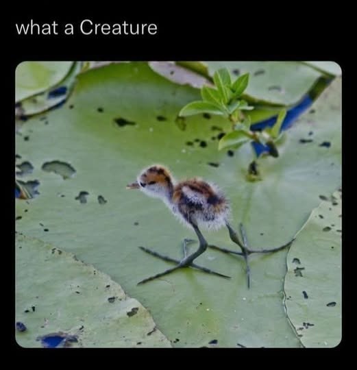 what a Creature