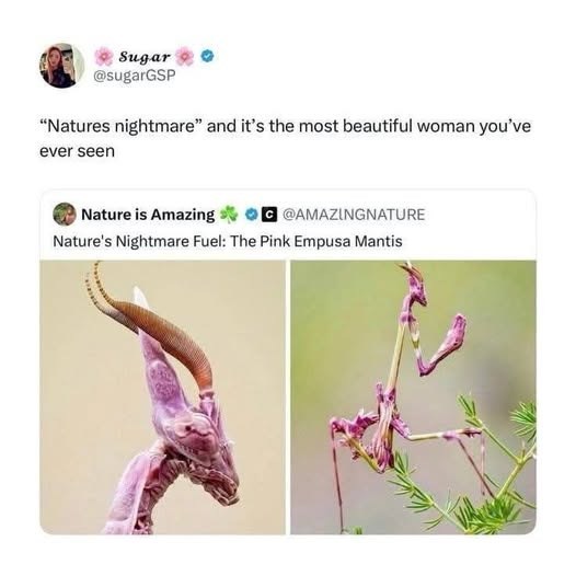Sugar @sugarGSP "Natures nightmare" and it's the most beautiful woman you've ever seen Nature is Amazing @AMAZINGNATURE Nature's Nightmare Fuel: The Pink Empusa Mantis