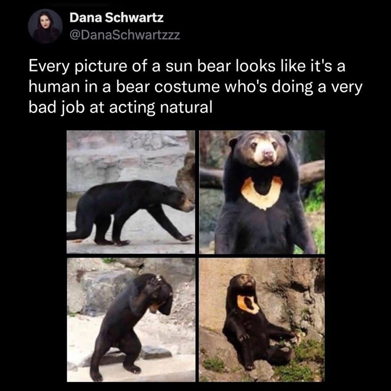Dana Schwartz @DanaSchwartzzz Every picture of a sun bear looks like it's a human in a bear costume who's doing a very bad job at acting natural