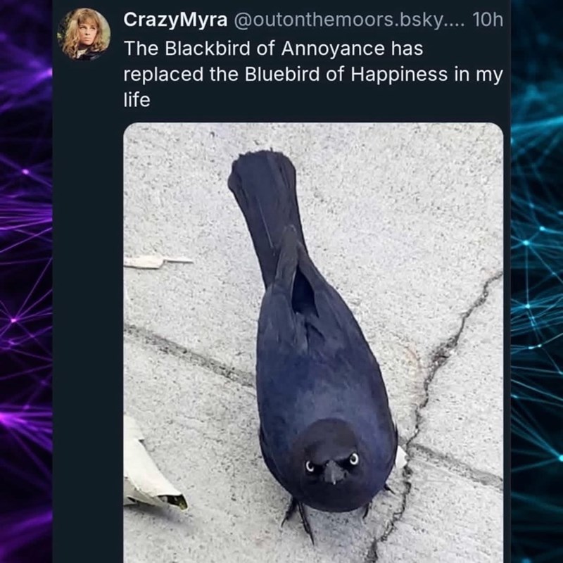 CrazyMyra @outonthemoors.bsky.... 10h The Blackbird of Annoyance has replaced the Bluebird of Happiness in my life