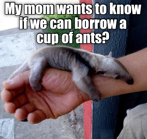 My mom wants to know if we can borrow a cup of ants?