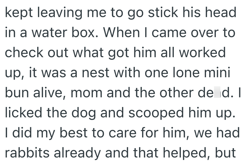 kept leaving me to go stick his head in a water box. When I came over to check out what got him all worked up, it was a nest with one lone mini bun alive, mom and the other de d. I licked the dog and scooped him up. I did my best to care for him, we had rabbits already and that helped, but