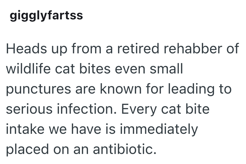 gigglyfartss Heads up from a retired rehabber of wildlife cat bites even small punctures are known for leading to serious infection. Every cat bite intake we have is immediately placed on an antibiotic.