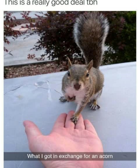 This is a really good deal tbh * 14 What I got in exchange for an acorn