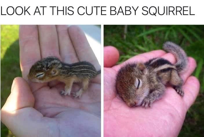 LOOK AT THIS CUTE BABY SQUIRREL