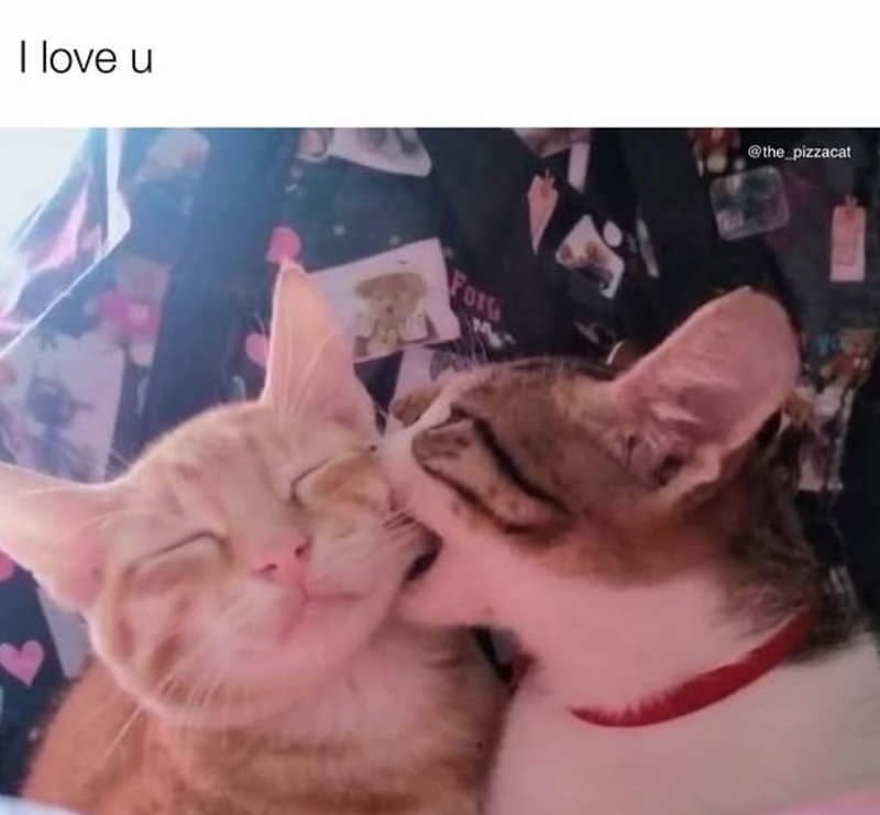 I love u For @the_pizzacat