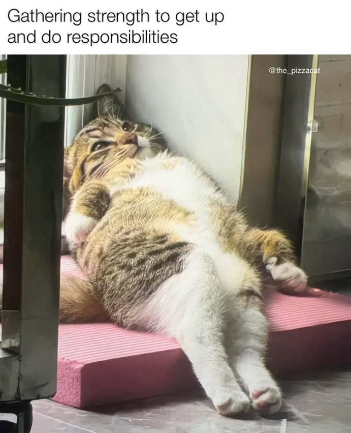 Gathering strength to get up and do responsibilities @the_pizzacat