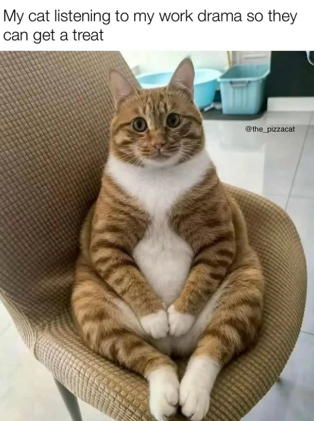 My cat listening to my work drama so they I can get a treat @the_pizzacat