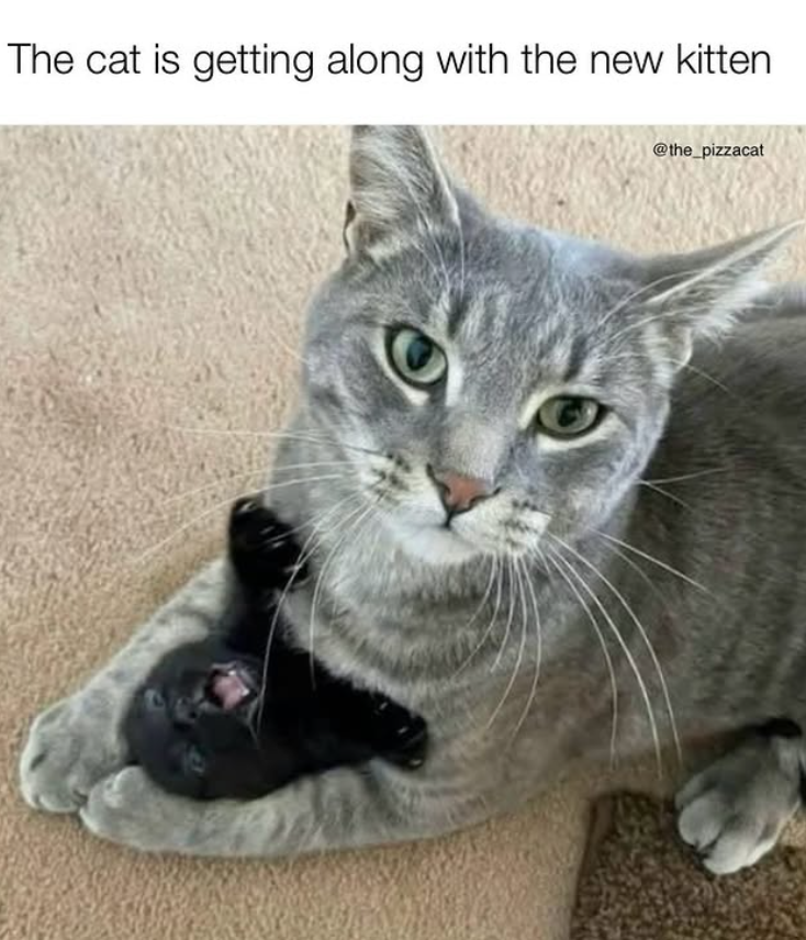 The cat is getting along with the new kitten @the_pizzacat
