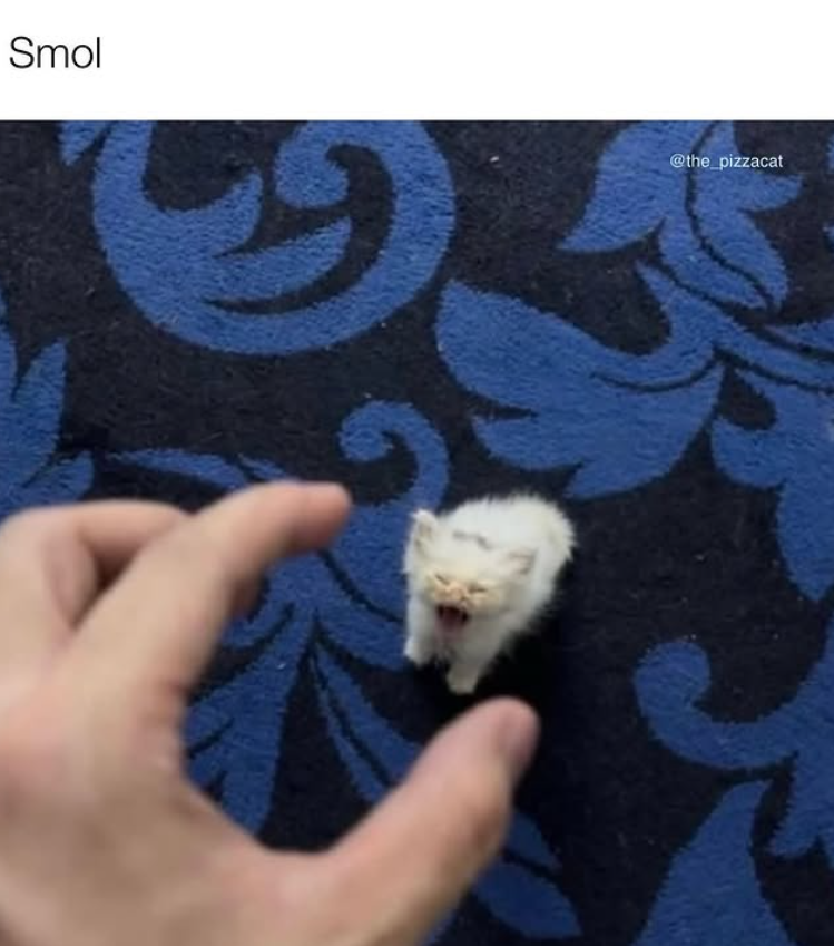 Smol @the_pizzacat