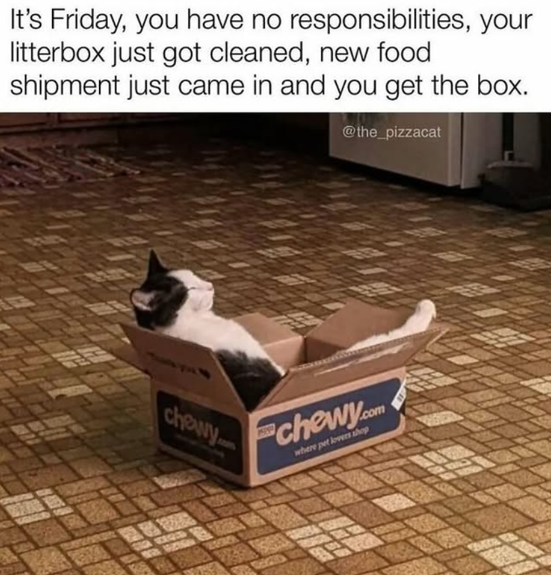 It's Friday, you have no responsibilities, your litterbox just got cleaned, new food shipment just came in and you get the box. @the_pizzacat chowy chewy.com where pet lovers shop