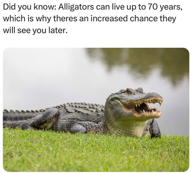 Did you know: Alligators can live up to 70 years, which is why theres an increased chance they will see you later.