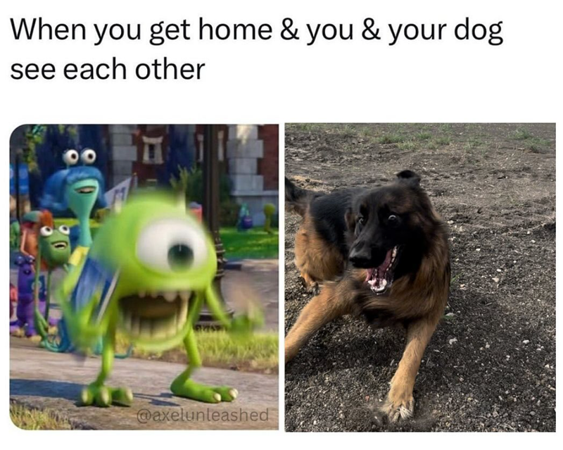 When you get home & you & your dog see each other @axelunleashed