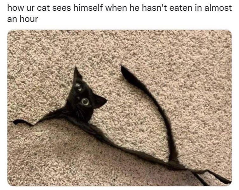 how ur cat sees himself when he hasn't eaten in almost an hour