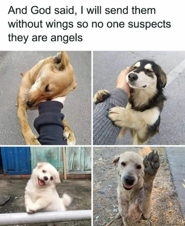 And God said, I will send them without wings so no one suspects they are angels