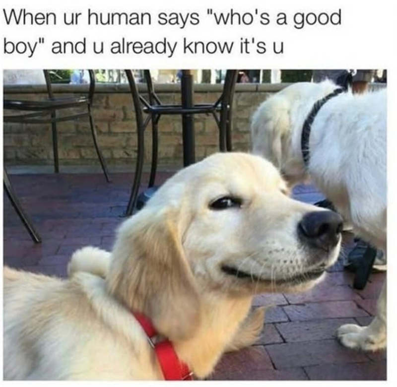 When ur human says "who's a good boy" and u already know it's u