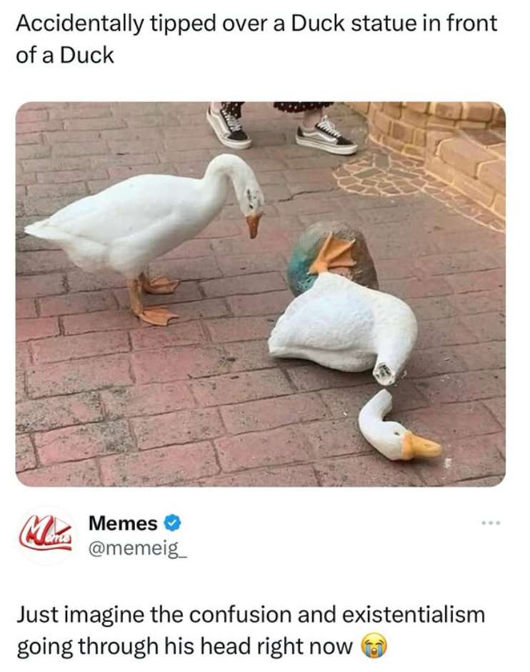 Accidentally tipped over a Duck statue in front of a Duck Mis Memes @memeig Just imagine the confusion and existentialism going through his head right now