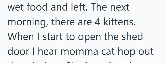 wet food and left. The next morning, there are 4 kittens. When I start to open the shed door I hear momma cat hop out