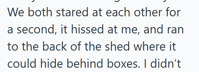 We both stared at each other for a second, it hissed at me, and ran to the back of the shed where it could hide behind boxes. I didn't
