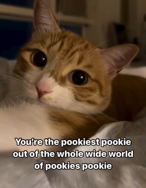 You're the pookiest pookie out of the whole wide world of pookies pookie