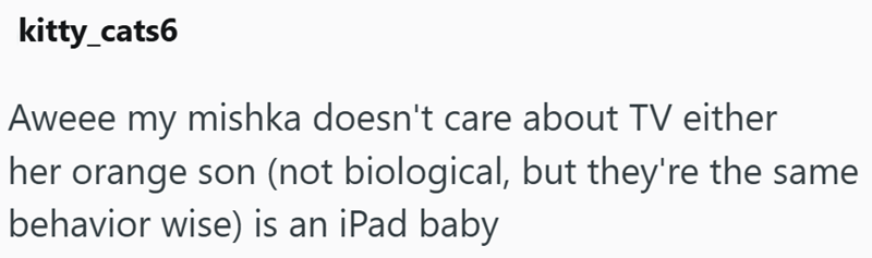 kitty_cats6 Aweee my mishka doesn't care about TV either her orange son (not biological, but they're the same behavior wise) is an iPad baby