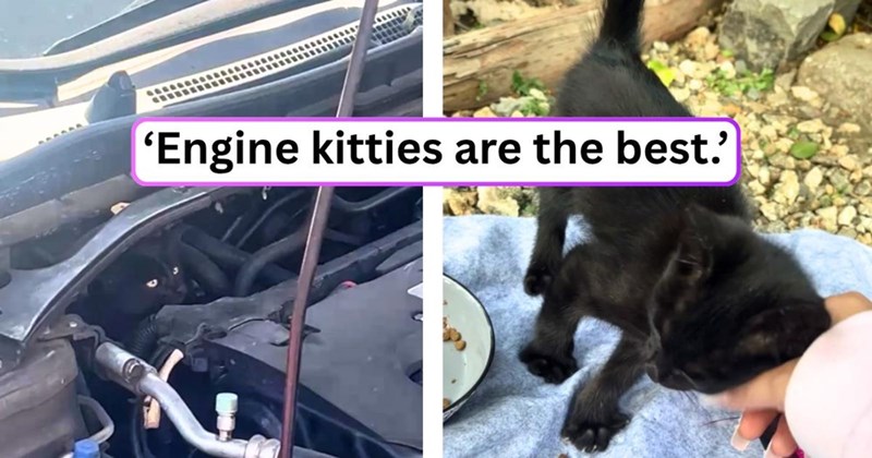 'Engine kitties are the best.'
