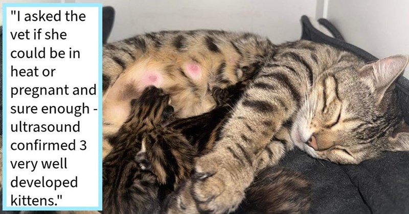 "I asked the vet if she could be in heat or pregnant and sure enough - ultrasound confirmed 3 very well developed kittens."