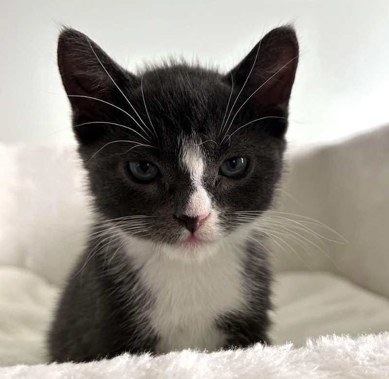 Cheezburger Image 10636002560