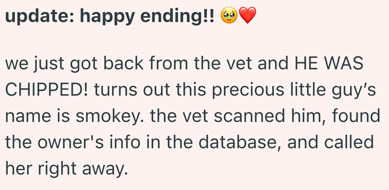 update: happy ending!! → we just got back from the vet and HE WAS CHIPPED! turns out this precious little guy's name is smokey. the vet scanned him, found the owner's info in the database, and called her right away.