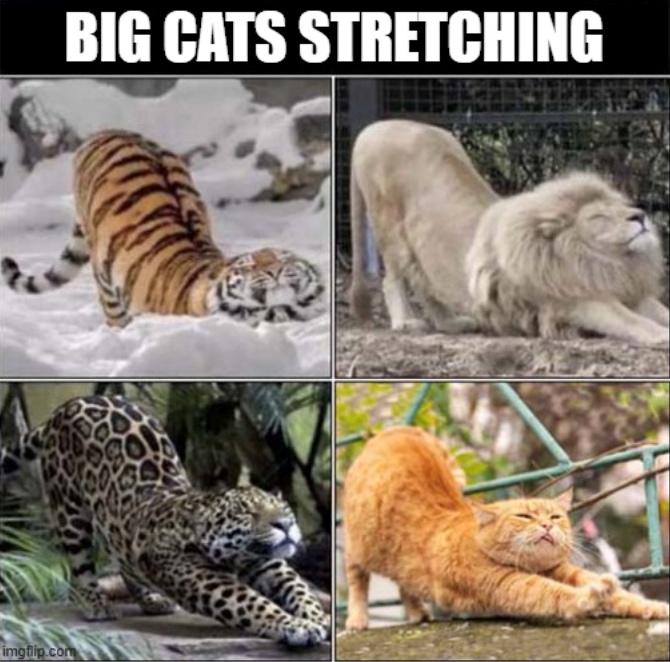 imgflip.com BIG CATS STRETCHING