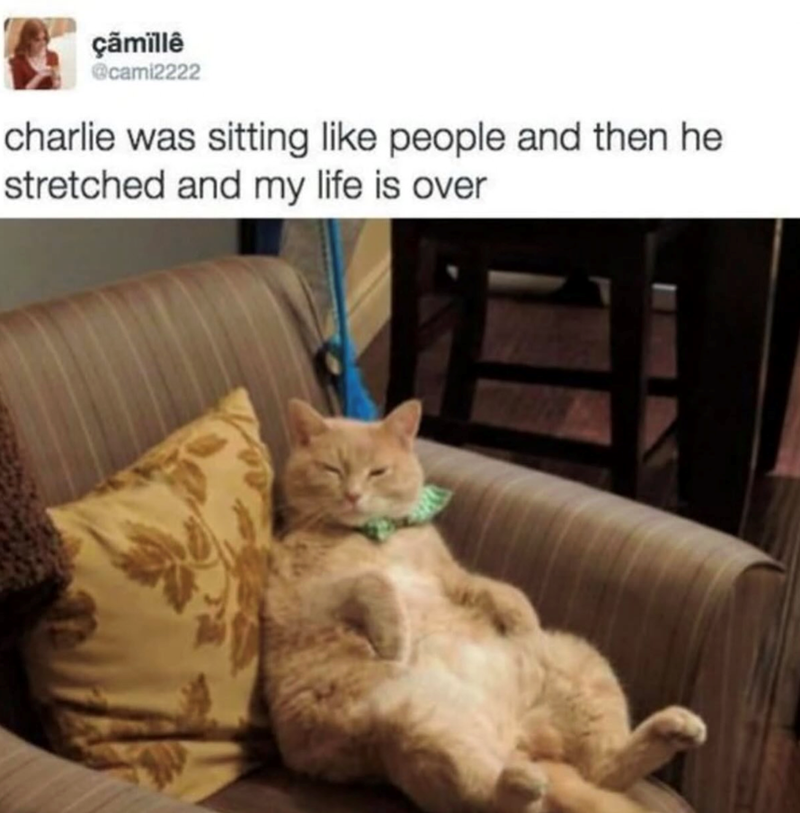 çãmillê @cami2222 charlie was sitting like people and then he stretched and my life is over