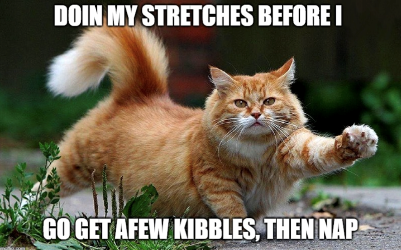 DOIN MY STRETCHES BEFORE I imaflio.com GO GET AFEW KIBBLES, THEN NAP