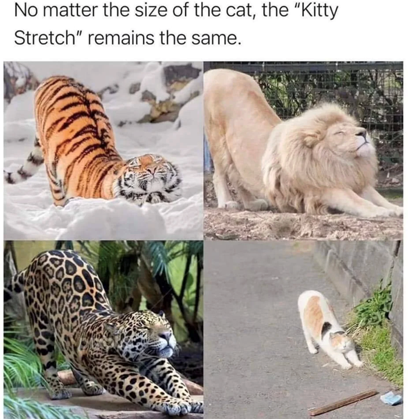 No matter the size of the cat, the "Kitty Stretch" remains the same.