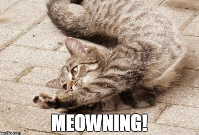 MEOWNING! imgflip.com