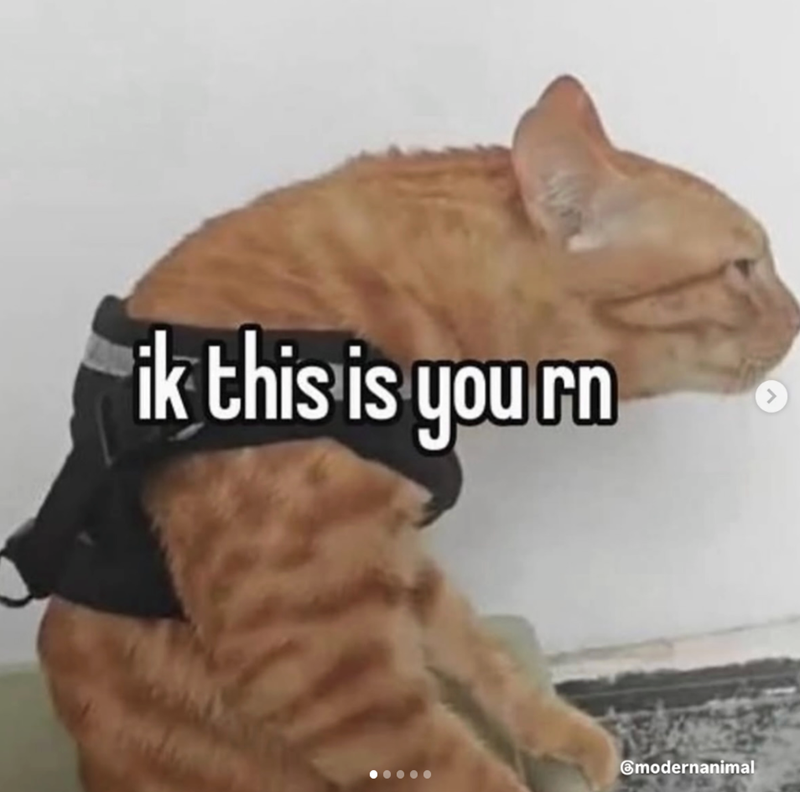 ik this is yourn > modernanimal
