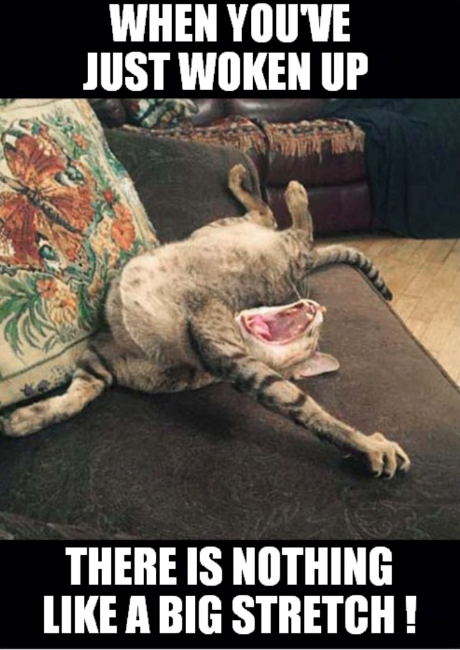 WHEN YOU'VE JUST WOKEN UP THERE IS NOTHING LIKE A BIG STRETCH!