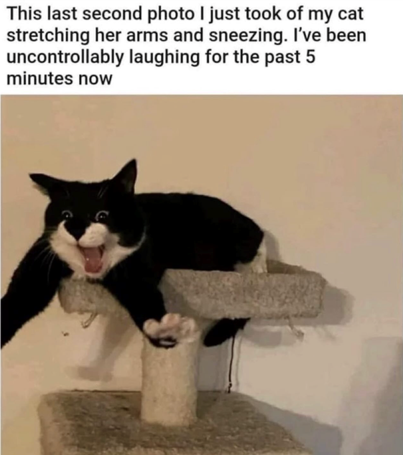 This last second photo I just took of my cat stretching her arms and sneezing. I've been uncontrollably laughing for the past 5 minutes now