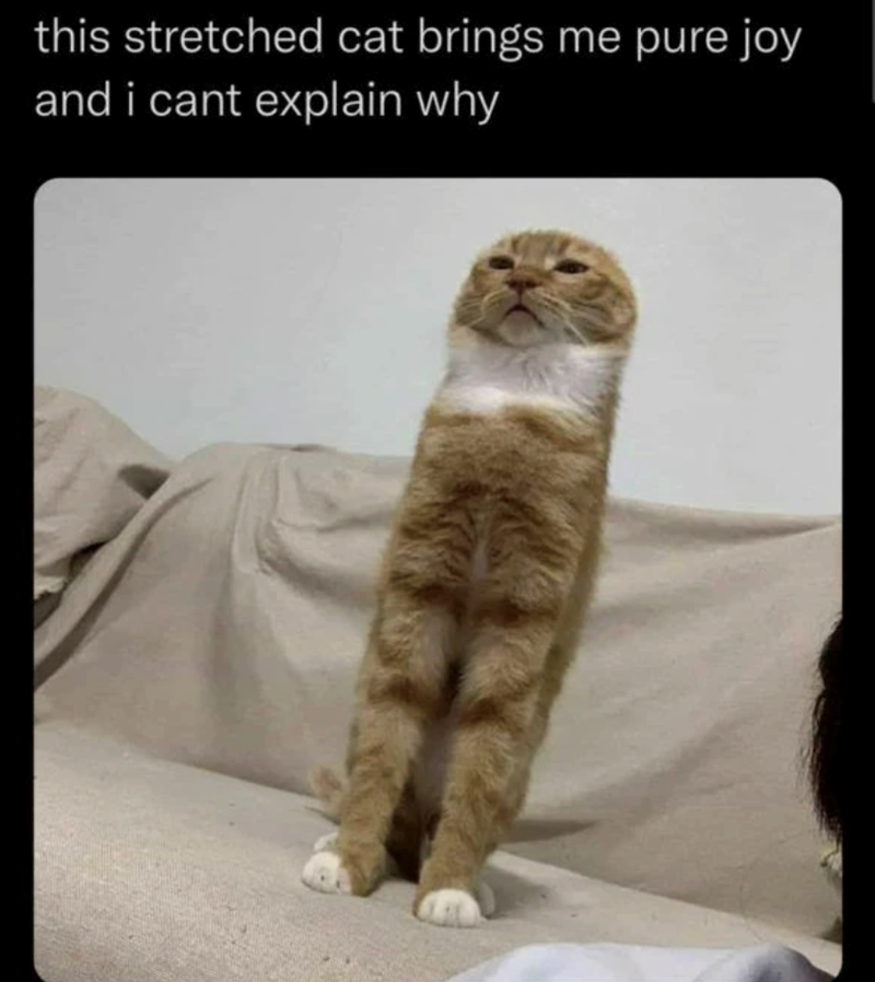 this stretched cat brings me pure joy and i cant explain why