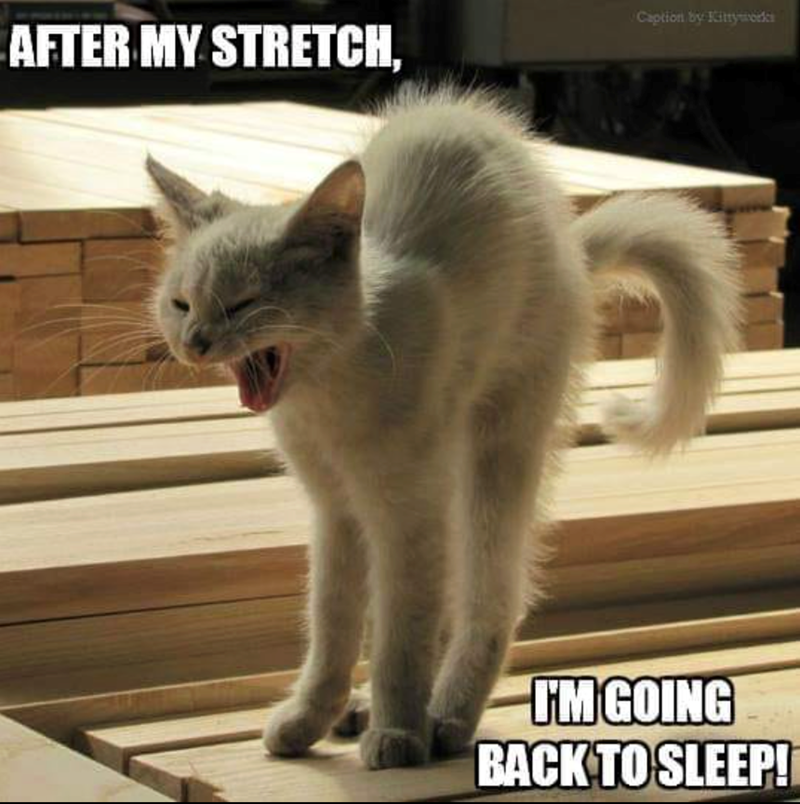 AFTER MY STRETCH, Caption by Kittyworks I'M GOING BACK TO SLEEP!