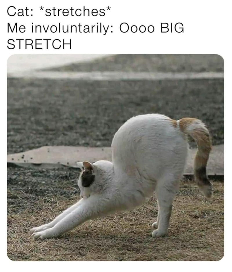 Cat: *stretches* Me involuntarily: Oooo BIG STRETCH