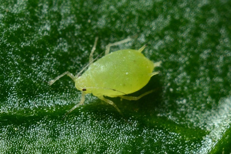 A bug model representing a bird mite, a tiny parasitic arachnid that feeds on the bl**d of birds and humans.