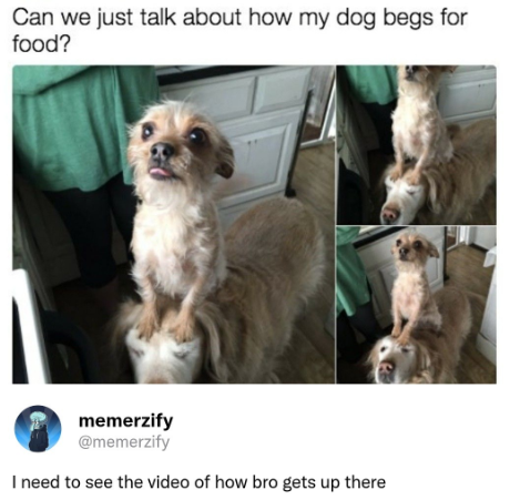 Can we just talk about how my dog begs for food? memerzify @memerzify I need to see the video of how bro gets up there