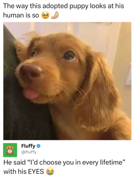 The way this adopted puppy looks at his human is so Fluffy @fluffy He said "I'd choose you in every lifetime" with his EYES