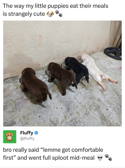 The way my little puppies eat their meals is strangely cute Fluffy @fluffy bro really said "lemme get comfortable first" and went full sploot mid-meal