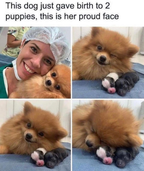 This dog just gave birth to 2 puppies, this is her proud face A